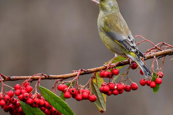 Greenfinch on berries - Lynn Rix