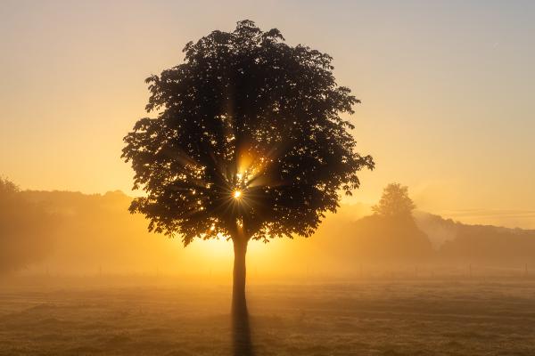 Henley sunrise - David Charlton