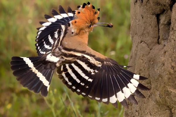Hoopoe approaching nest hole - Derek Howes