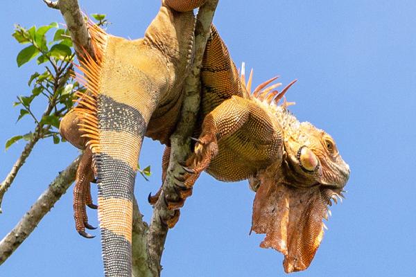 Just hanging around - Helen Cruickshank