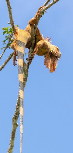 Just hanging around - Helen Cruickshank