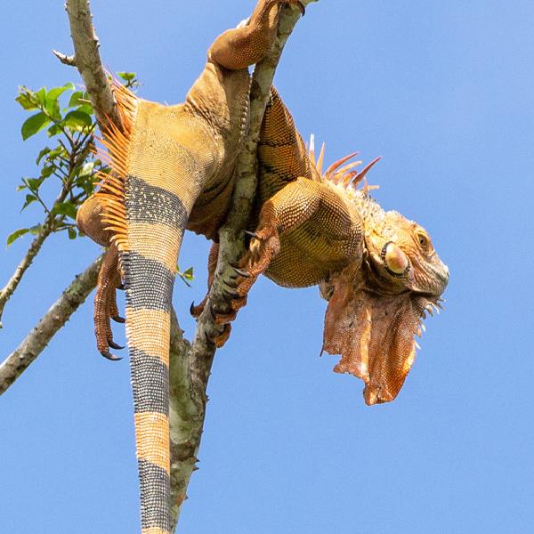 Helen Cruickshank - Just hanging around