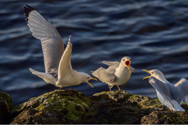 Kittiwake Dispute - Chrissie Hart