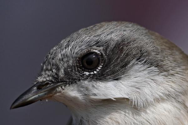 Lesser Whitethroat - Dene Carter