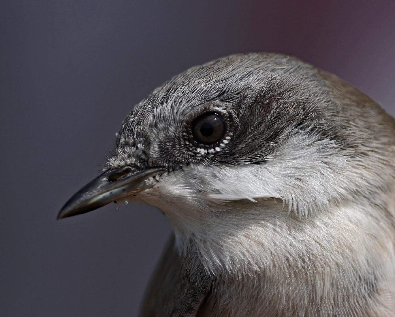 Lesser Whitethroat - Dene Carter
