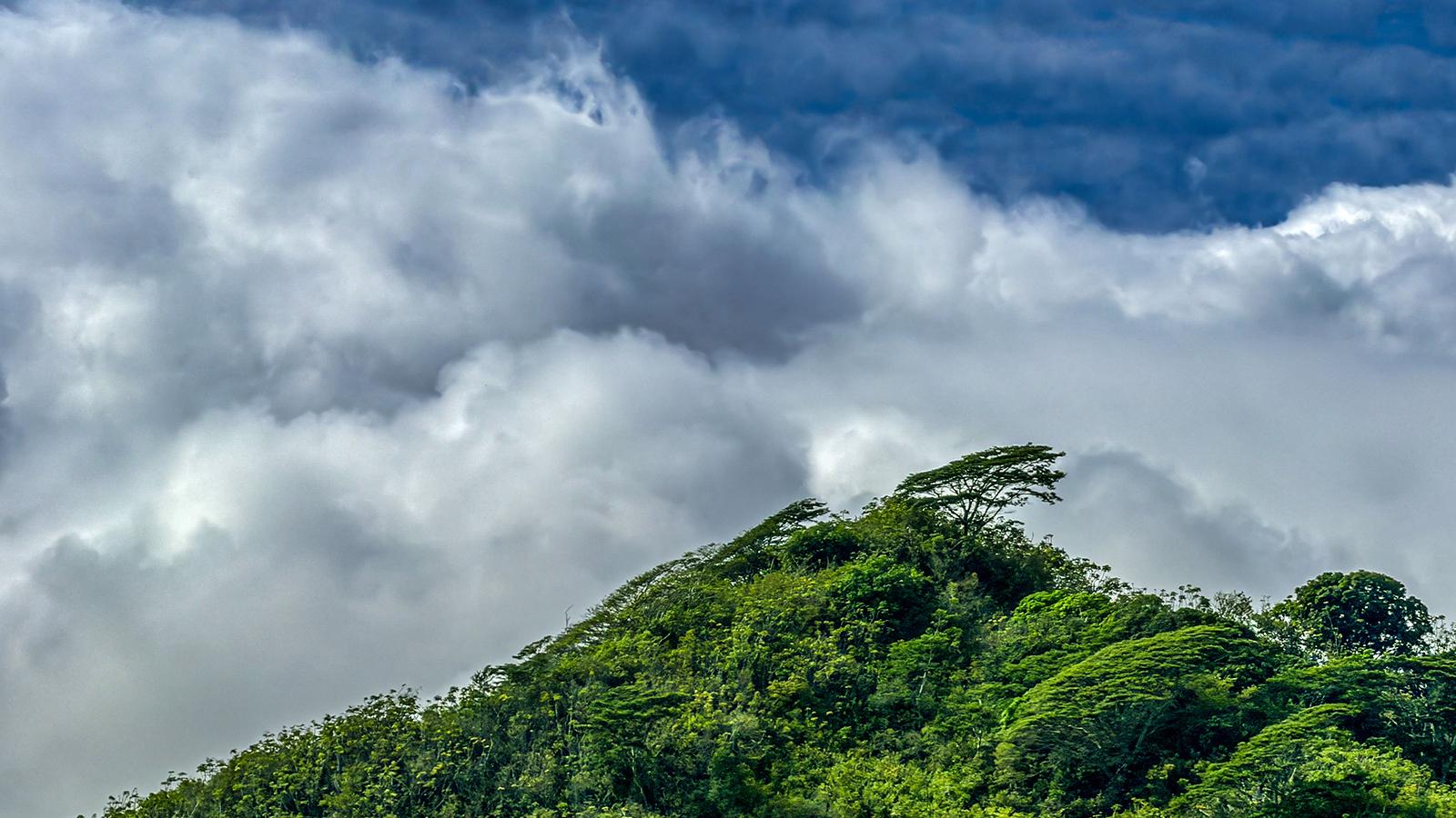 Prevailing Wind - Adrian Foster