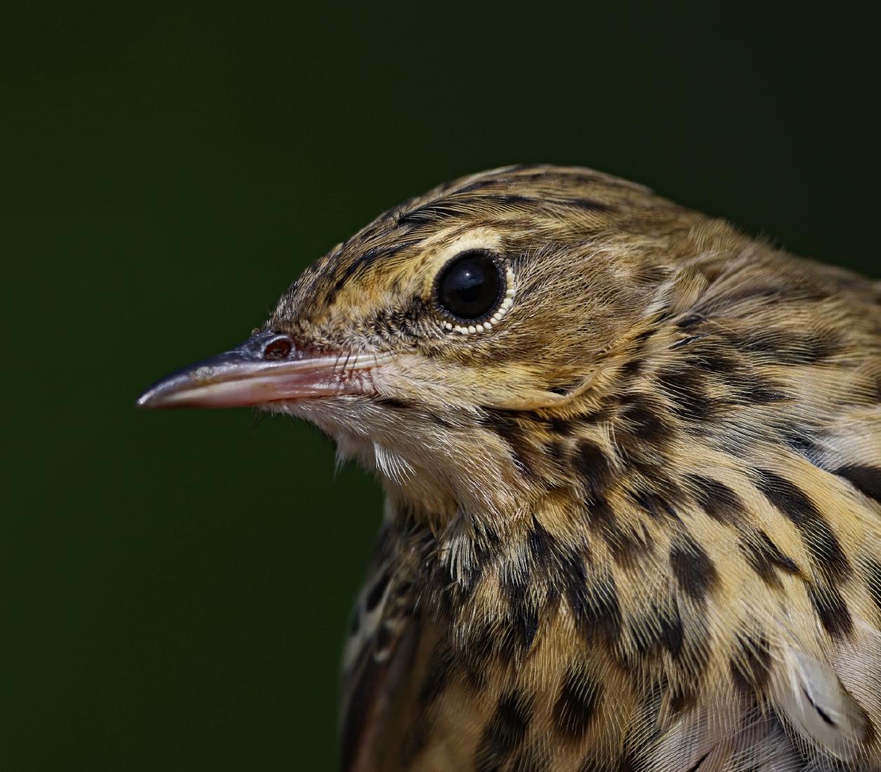 Tree Pipit - Dene Carter