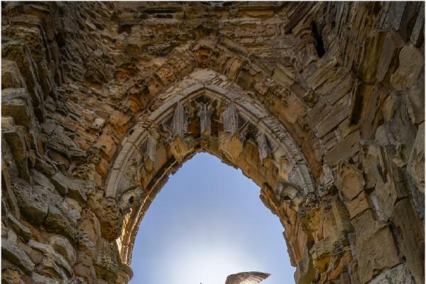 Window Devine - Jeff Scott