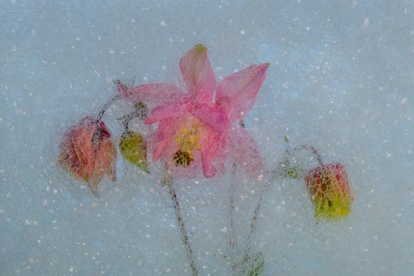 Aquilegia flowerheads - Andrew Bailey