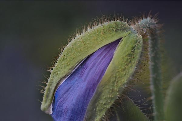 Blue Poppy In Bud - Mary Battye