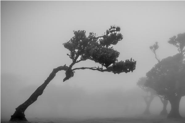 Charging Tree - Ian Carter