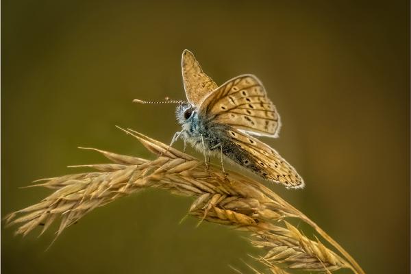Common Blue Butterfly - Hilary Knight