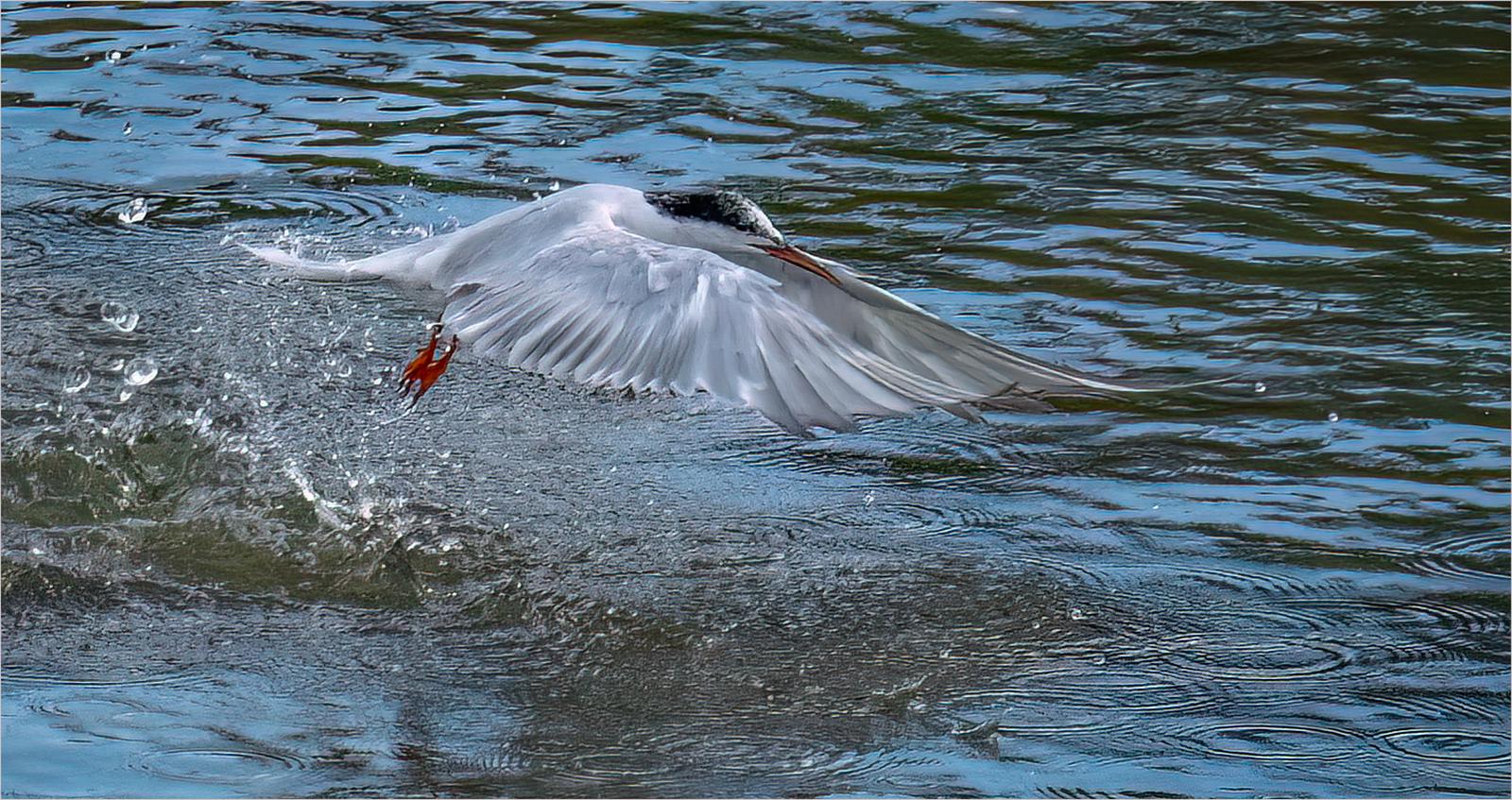 Emerging Tern - Jan Cross