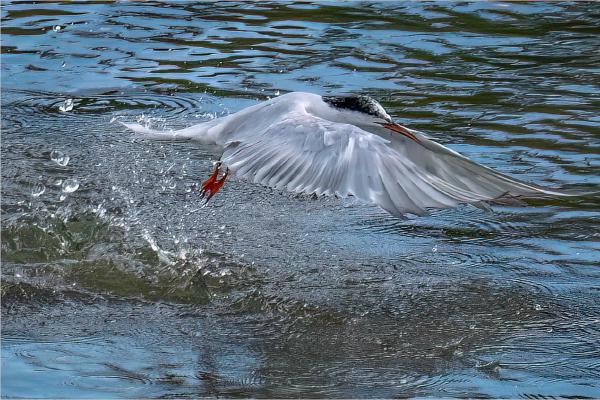 Emerging Tern - Jan Cross
