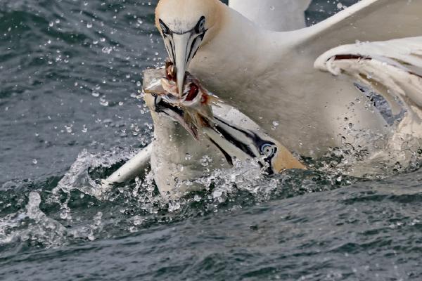 Feeding Frenzy - Dene Carter