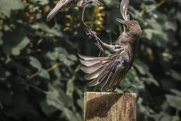 Fighting Starlings - Robert Farrow