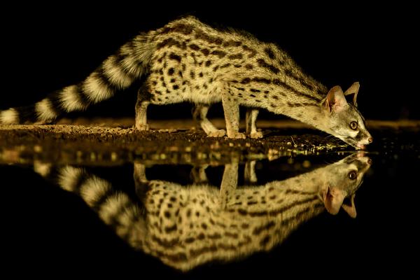 Genet drinking at night - Derek Howes