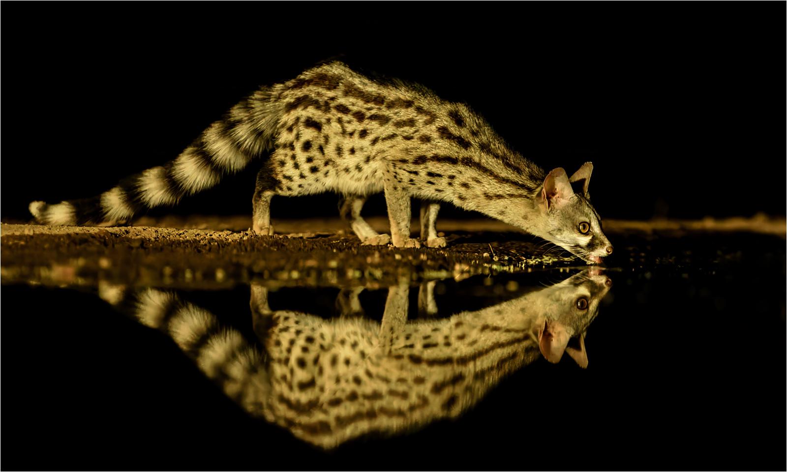 Genet drinking at night - Derek Howes