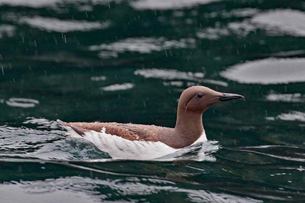 Guillemot - Clare Carter