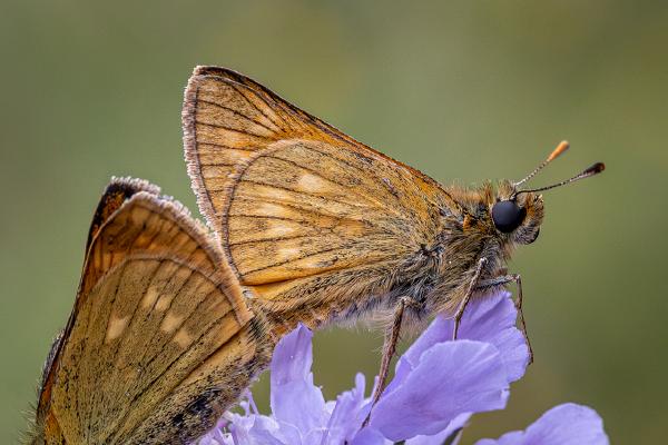 Large Skippers in Copulation - Ben Heather