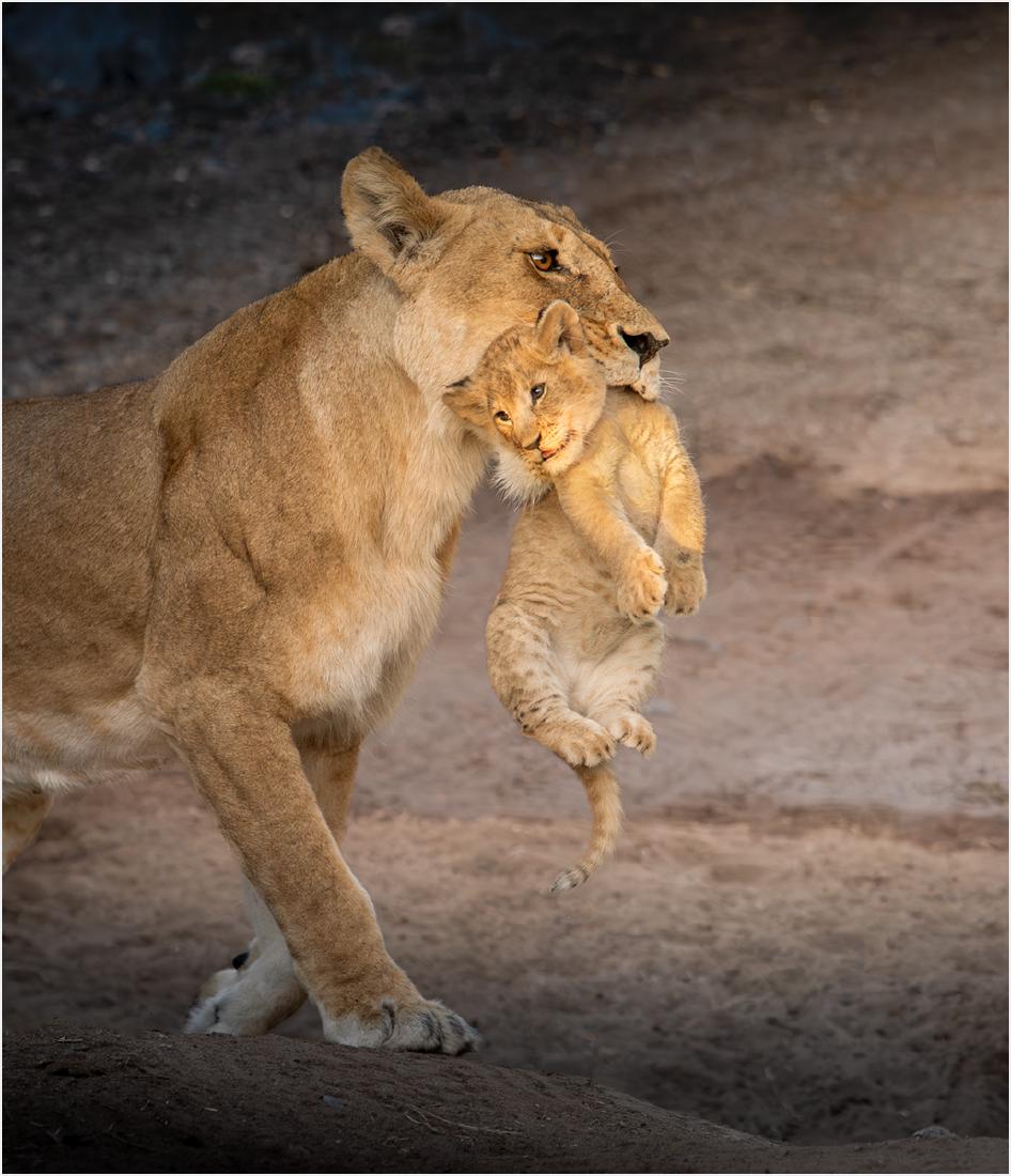 Lioness Moving Cub - Chrissie Hart