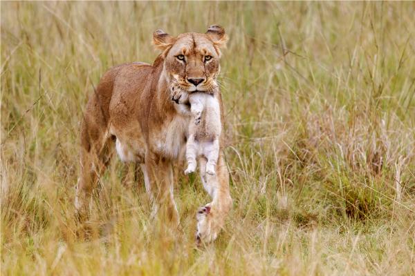 Lioness carrying her cub - Derek Howes