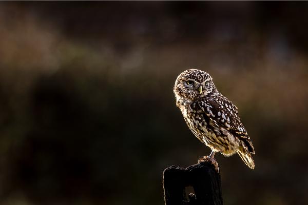 Little owl after sunrise - Eddie Campbell