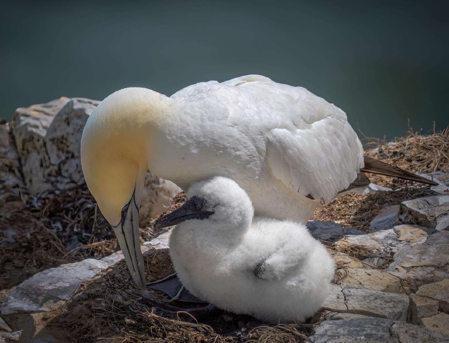 Nurturing - Jan Cross