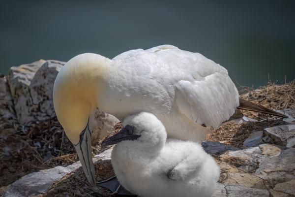 Nurturing - Jan Cross