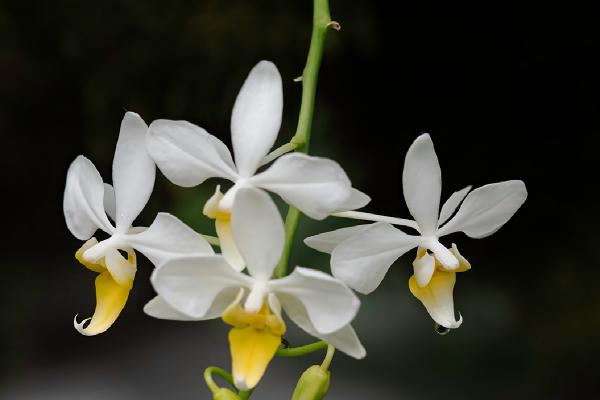 Orchid Blooms - Nesta James