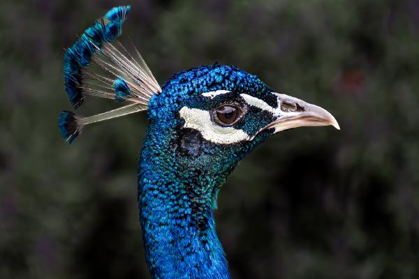 Peacock - Jennifer Brett