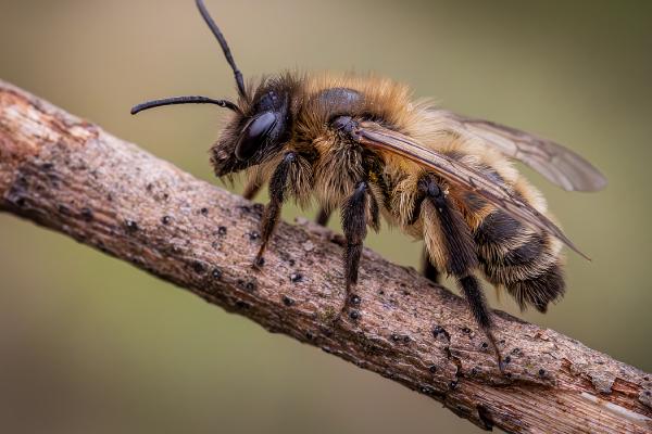 Perching Solitary Mining Bee - Ben Heather