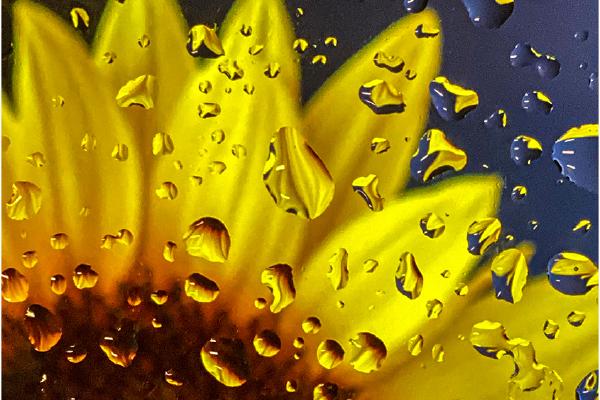 Raindrops Keep Falling On My Head - Hilary Knight