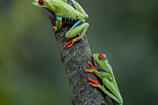 Red Eyed Tree Frog - Jennifer Brett