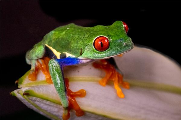Red eyed tree frog - Peter Pangbourne