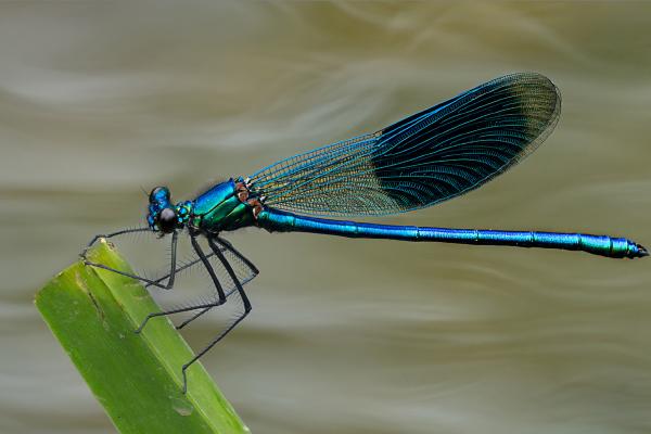 Resting Banded Demoiselle - Colin Brett