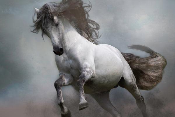 Stallion of the Mist - Nesta James