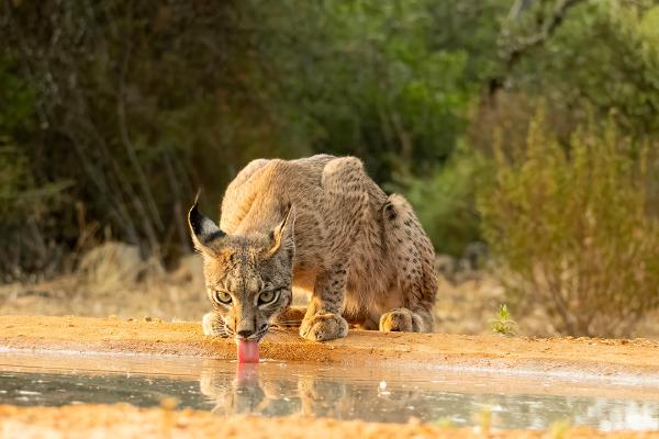 Thirsty Iberian Lynx - Lynn Rix