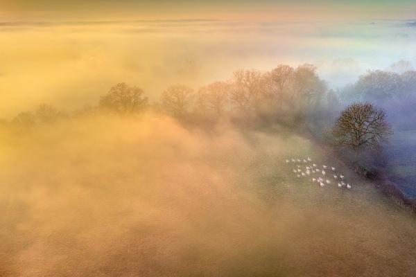 Where sheep may safely graze - Andrew Bailey