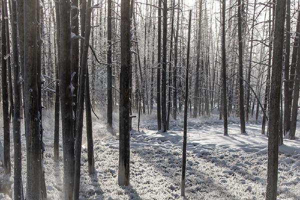 Winter morning - Lynn Rix