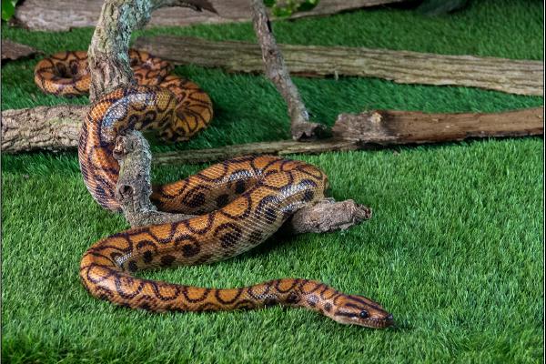 Brazilian Rainbow Boa - Alison Pangbourne