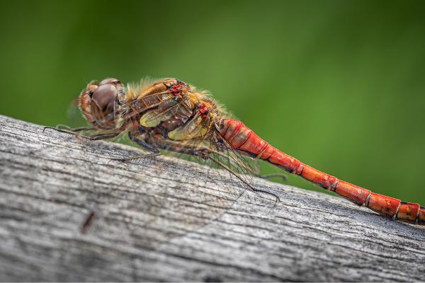 Common Darter - Ben Heather