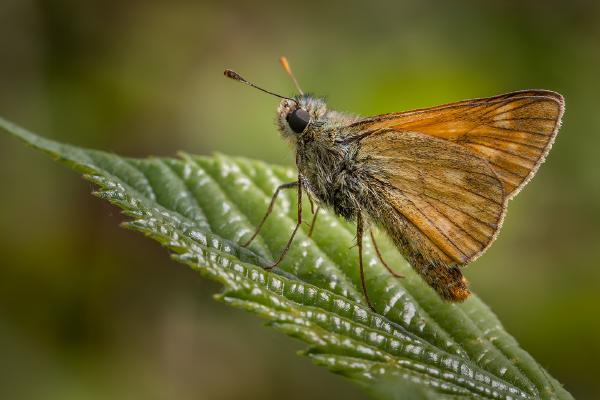 Large Skipper Roosting - Ben Heather