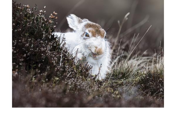 MOUNTAIN WHITE HARE - Karen Kilbourn