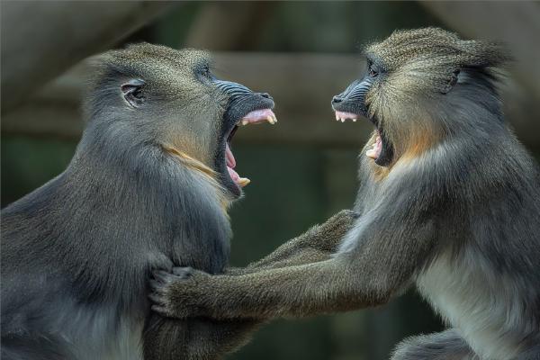 Mandrills disagreement - Colin Brett