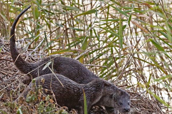 Otter with Cub - Dene Carter