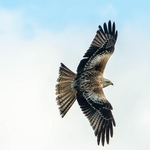 Kayleigh Searles - Red kite in flight