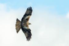 Kayleigh Searles - Red kite in flight