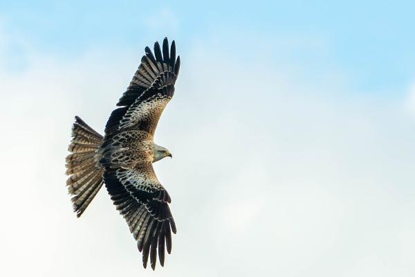 Red kite in flight - Kayleigh Searles