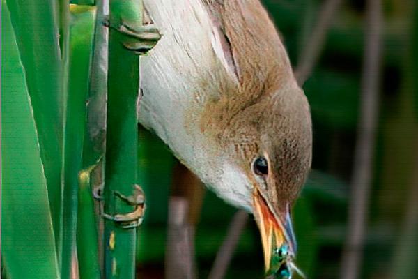 Reed Warbler Catching Damselfly - Jan Cross